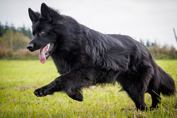 med_Arwen.jpg (600 x 400)